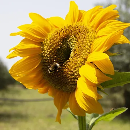 Сasa de vacaciones Casa Raineri Paceco