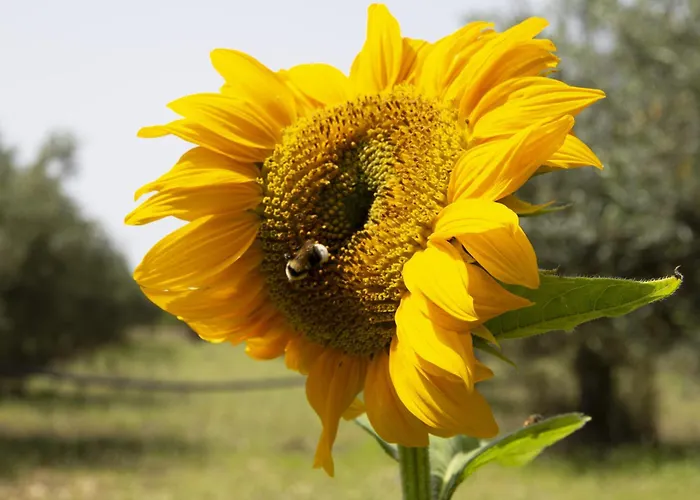 度假居 Casa Raineri 帕瑟科